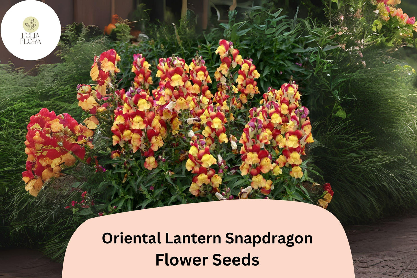 Antirrhinum majus Oriental Lantern Snapdragon Seeds – 1000+ Exotic Fiery Blooms for Garden & Cut Flowers