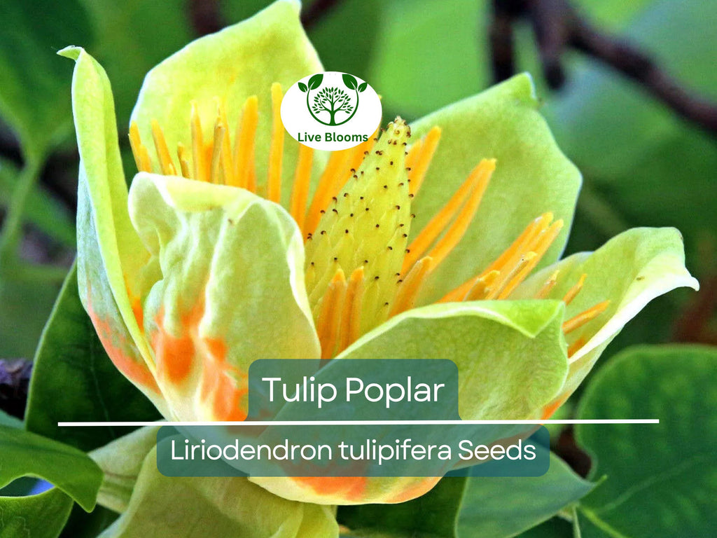 20 Tulip Poplar Seeds (Liriodendron tulipifera) | Tulip Tree, Big Yellow Flowers, Fast-Growing, Shade Tree for Garden & Landscape