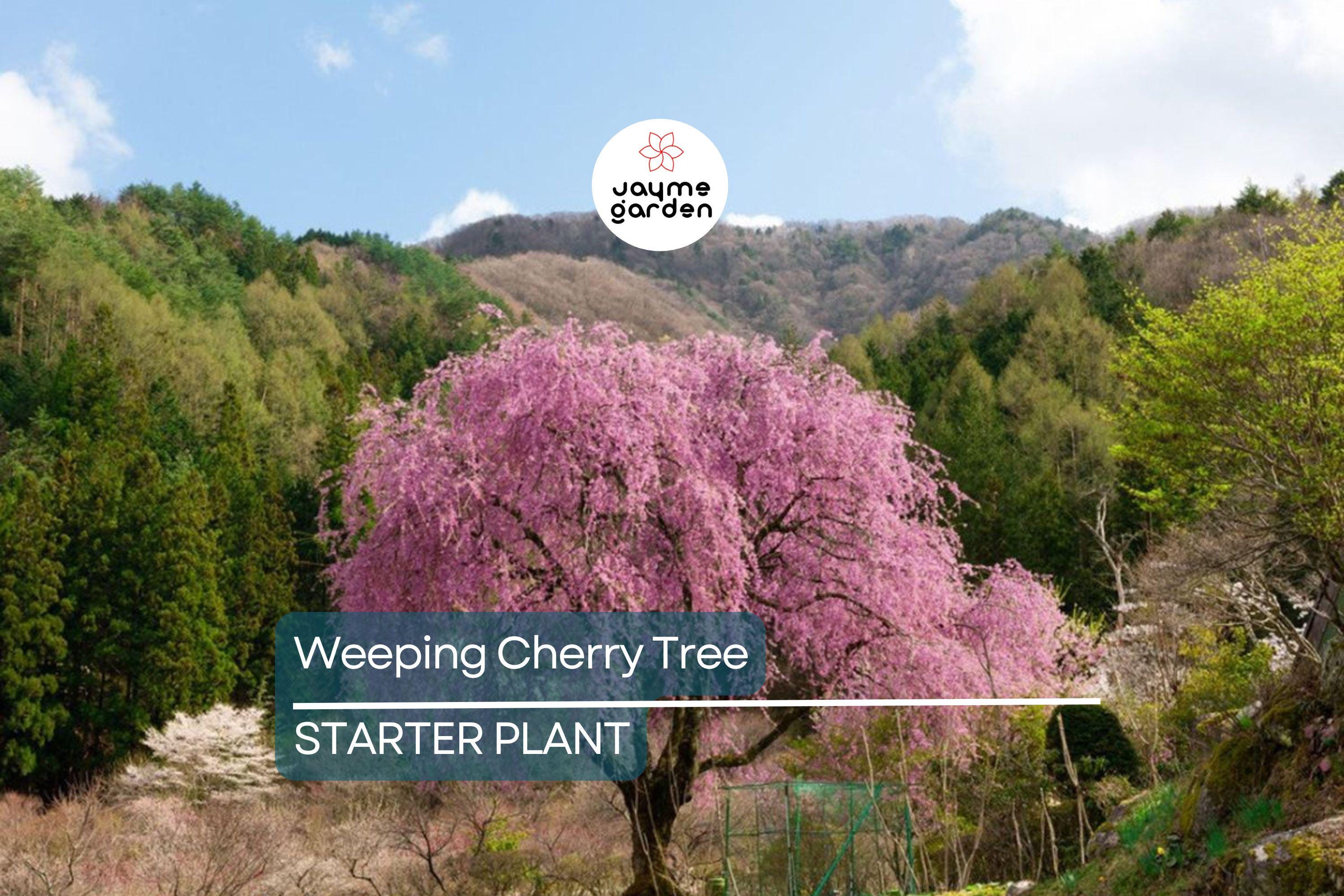 Weeping Cherry Tree – 2-3 Ft Tall | Live Flowering Tree | Bare Root | Spring Blooms | Hardy Zone 5 | Ready to Plant