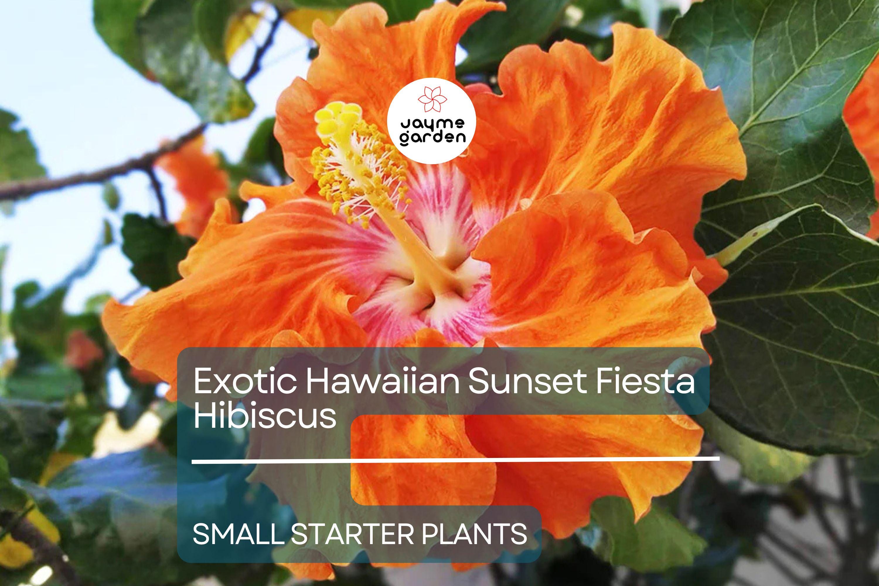 Exotic Hawaiian Sunset Fiesta Hibiscus Starter Plant - Live Tropical Plant 3-5 Inches Tall - Bare Root for Gardens & Landscaping