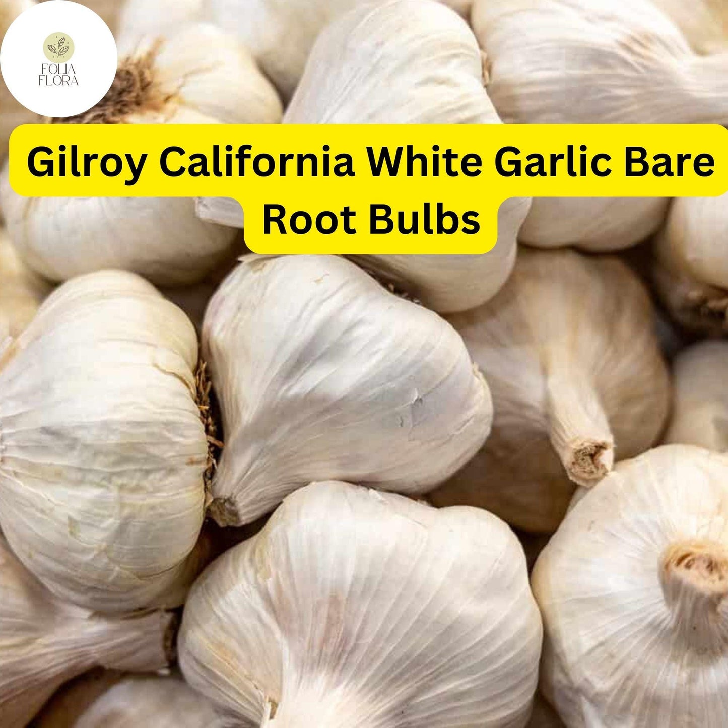 Allium Sativum Gilroy California White Garlic | 5 Bare Root Bulbs | Heirloom, Hardneck, Culinary, High-Yield, Aromatic