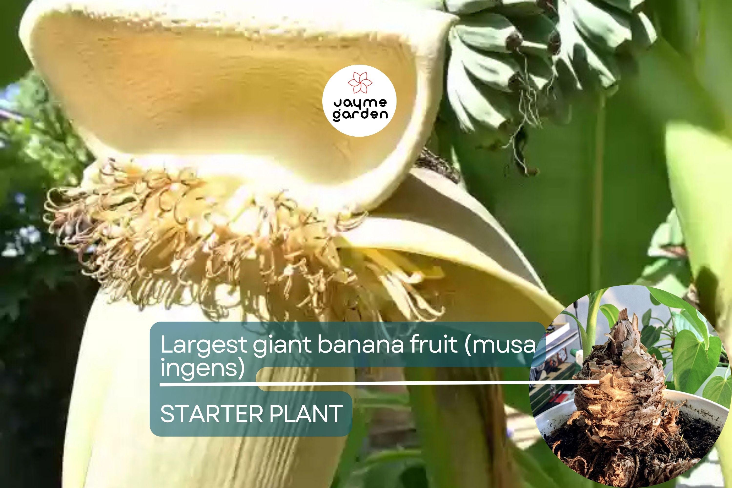 Largest Giant Banana Seedlings (Musa ingens) Live Fruit Starter Plant – Towering Tropical Wonder