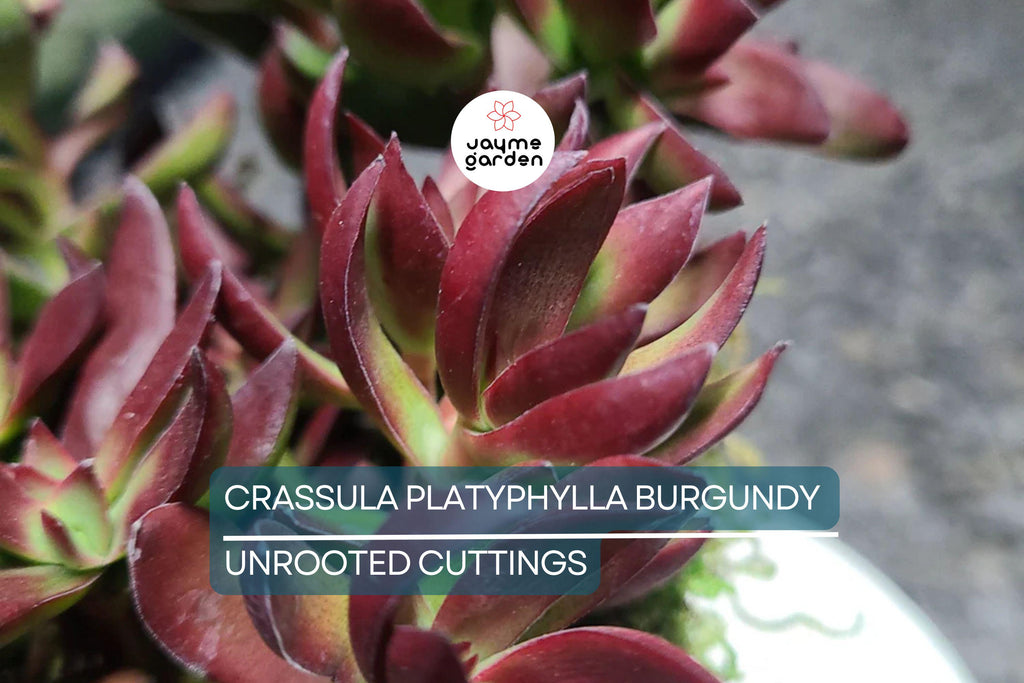 3 x Crassula Platyphylla Burgundy Unrooted Cuttings (1.5" Diameter) - Color Varies with Light - Succulent Starter