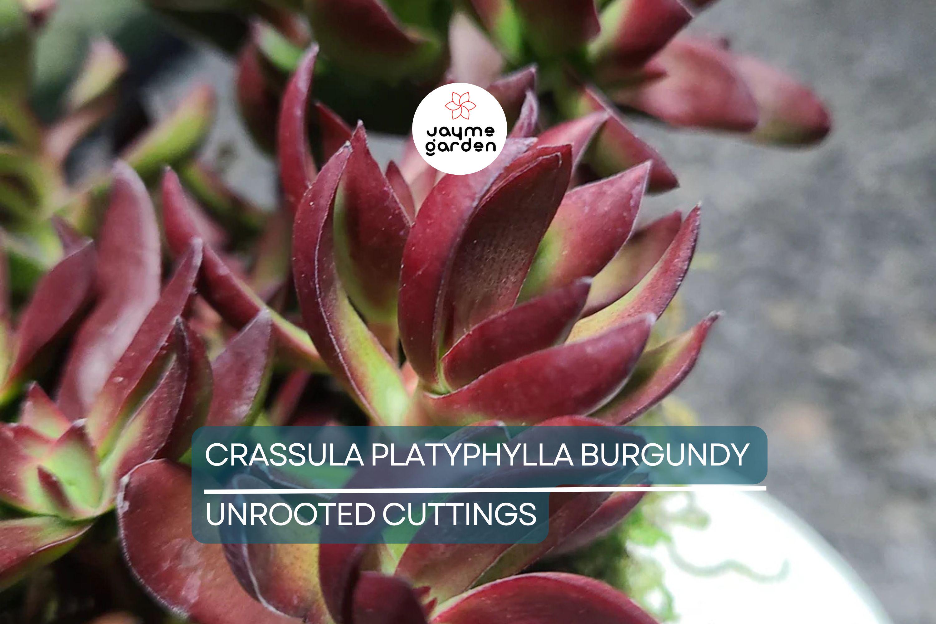 3 x Crassula Platyphylla Burgundy Unrooted Cuttings (1.5" Diameter) - Color Varies with Light - Succulent Starter