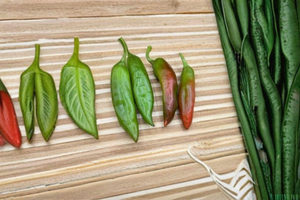 Ms. Junie – Hot Pepper 25 Seeds | Very Hot Pepper | Fruity Flavor | Rare Caribbean-Style Chili