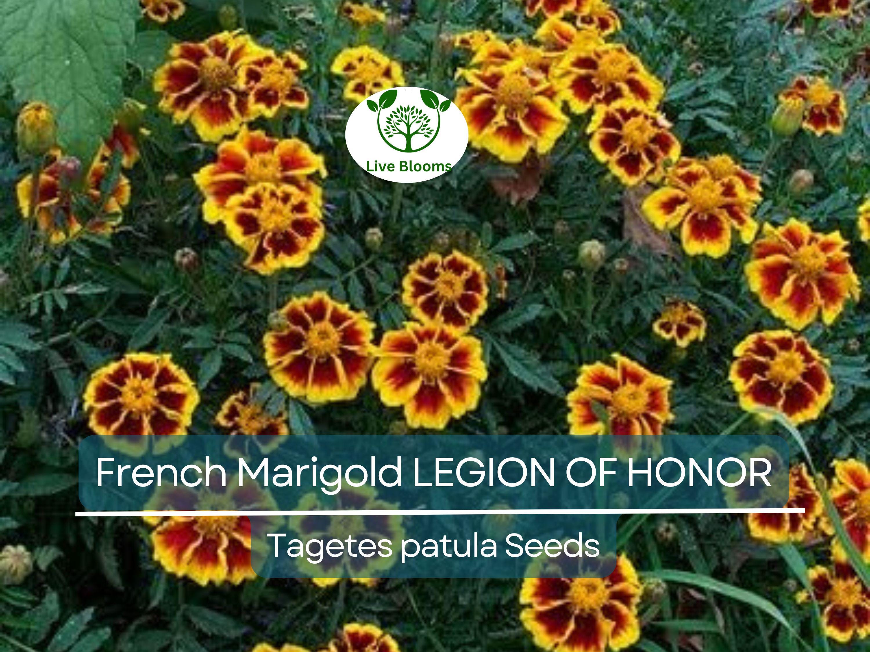 200 Seeds French Marigold LEGION Of HONOR Dwarf, Non-GMO, Beneficial Flowers, Tagetes patula, Garden Annual, Easy to Grow