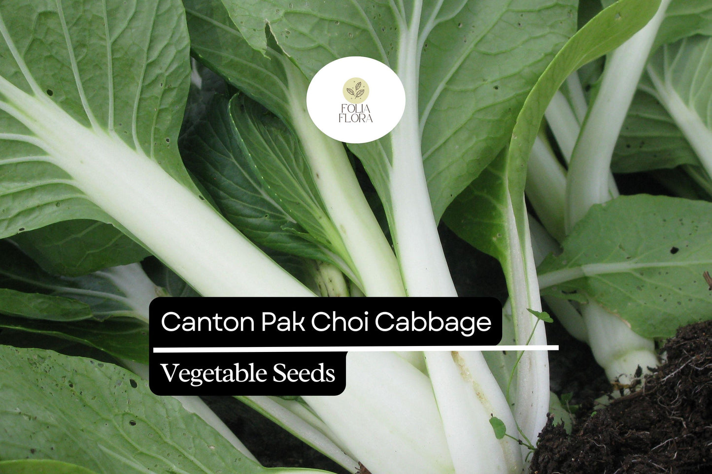 500 Canton Pak Choi Cabbage Seeds – Brassica rapa – Tender Asian Greens, Fast-Growing, Non-GMO, Mild Flavor, Great for Stir-Fries