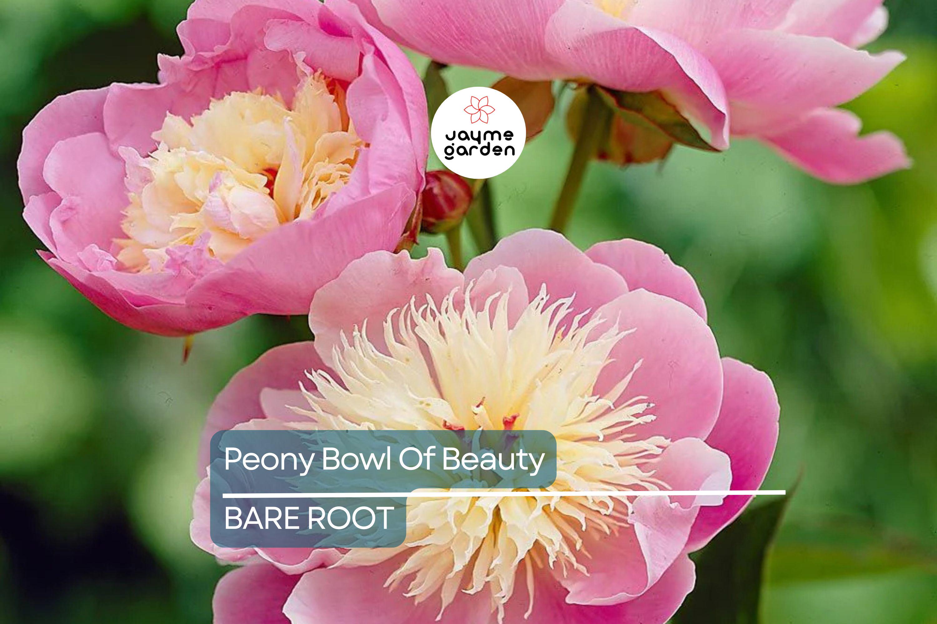 Peony ‘Bowl of Beauty’ | 2+ Eyes Bare Root | Stunning Bi-Color Blooms | Perennial Cut Flower | Deer-Resistant | Zones 3-8