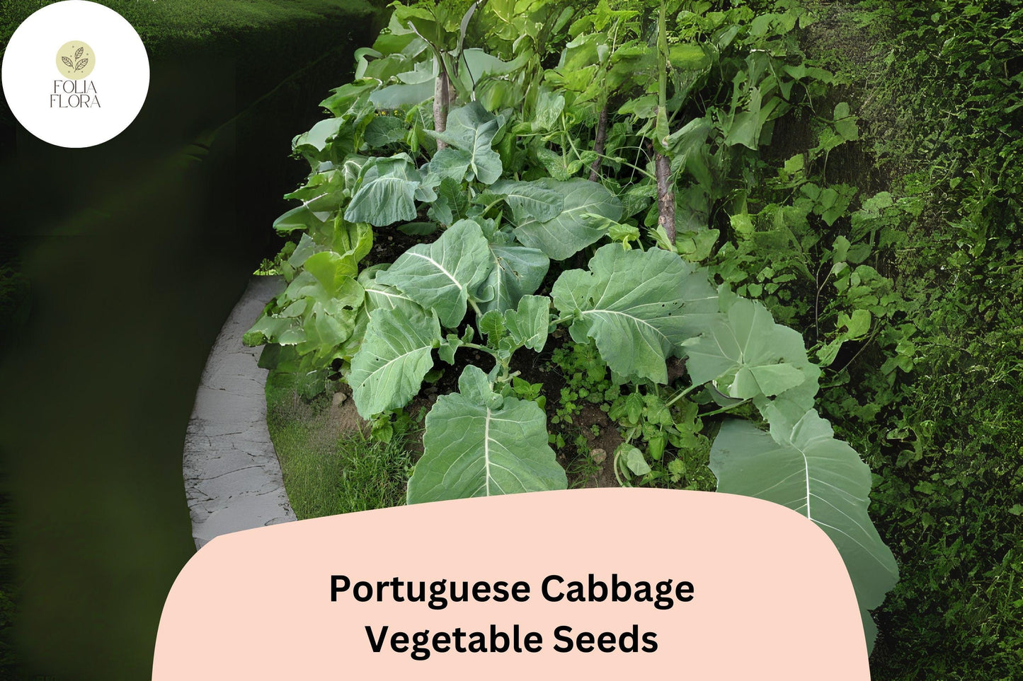 500+ Portuguese Cabbage Seeds | Brassica oleracea | Heirloom Vegetable Seeds | Bulk Garden Planting