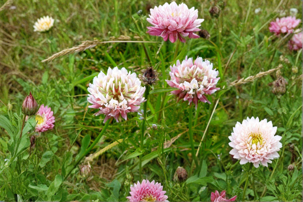 Alsike Clover – Trifolium hybridum Seeds | 100 Seeds | Cold Hardy | Pollinator Friendly Cover Crop