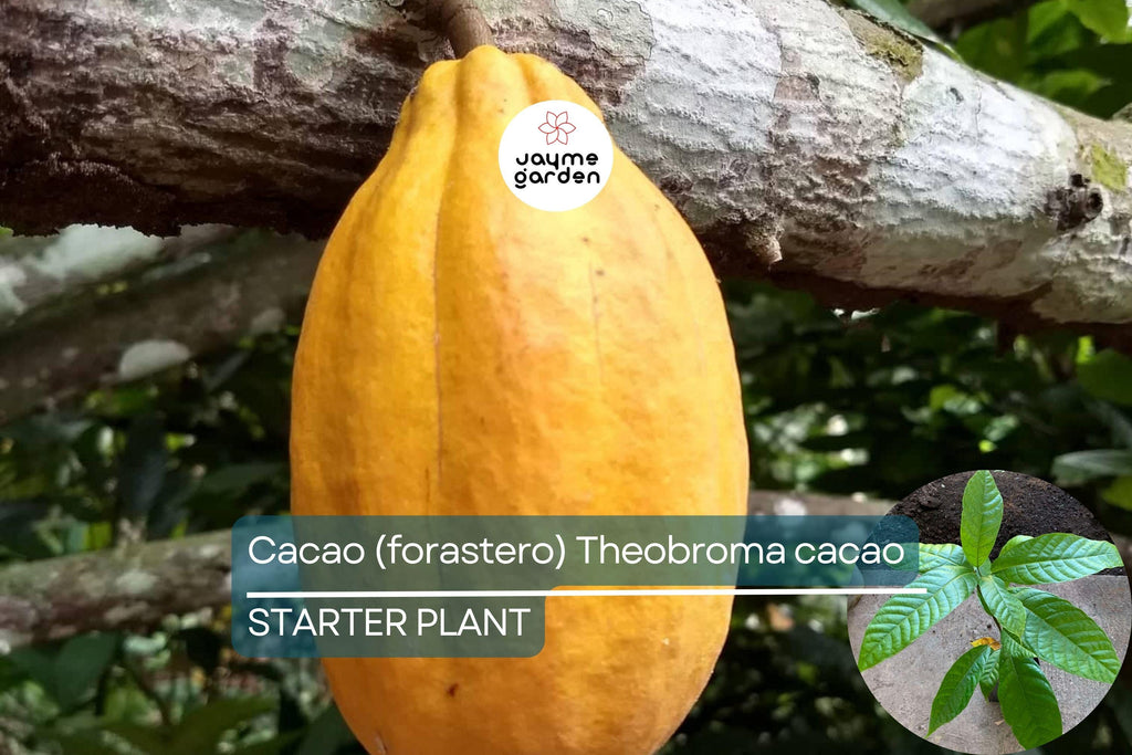 Cacao Tree Starter Plant – Live Tropical Fruit Tree (Theobroma cacao) | Forastero Variety | 1’-2’
