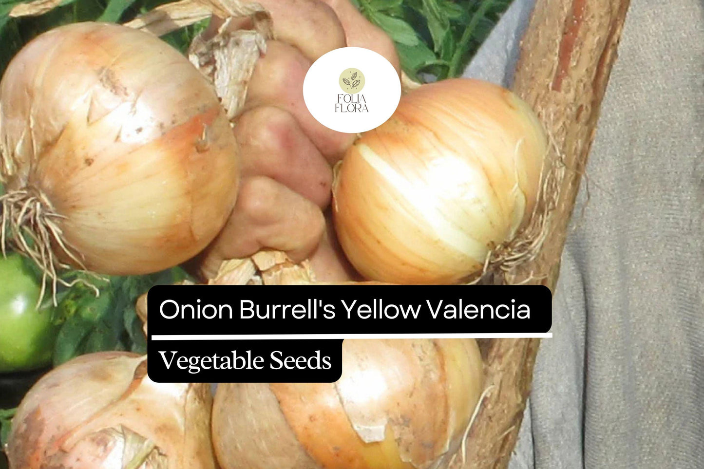 250mg Onion Burrell's Yellow Valencia Seeds Allium cepa | Sweet Globe Onion, Non-GMO, High Yields, Fresh & Storage-Ready Variety