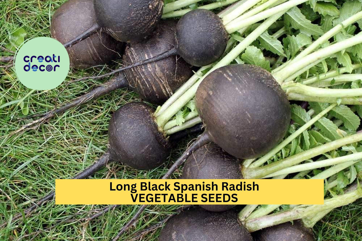 500+ Long Black Spanish Radish Seeds – Heirloom Winter Radish for Garden Planting, Crisp White Flesh & Black Skin – USA