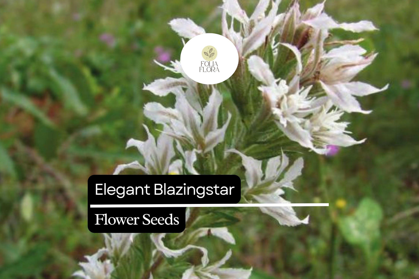 Elegant Blazingstar Seeds (Liatris elegans) | 25 Seeds | Vibrant Pink-Purple Spikes | Pollinator-Friendly | Native Wildflower for Gardens