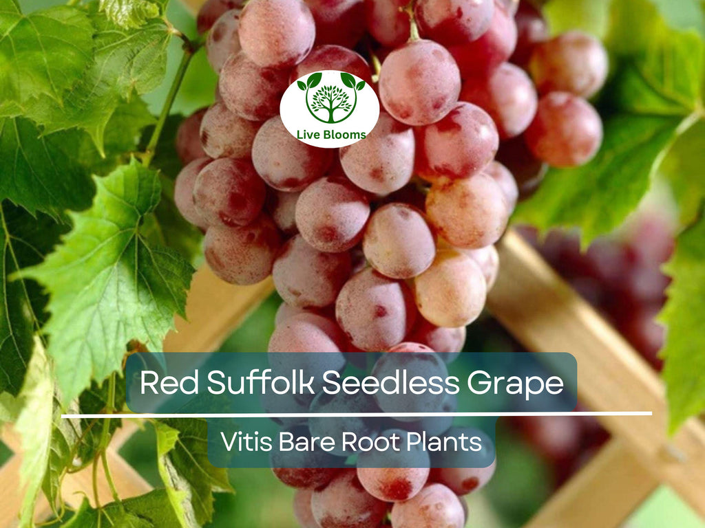 1 Red Suffolk Seedless Grape – Live Table Grape Plant 12–18” – Bare Root Vine – Sweet Fruit for Garden or Trellis