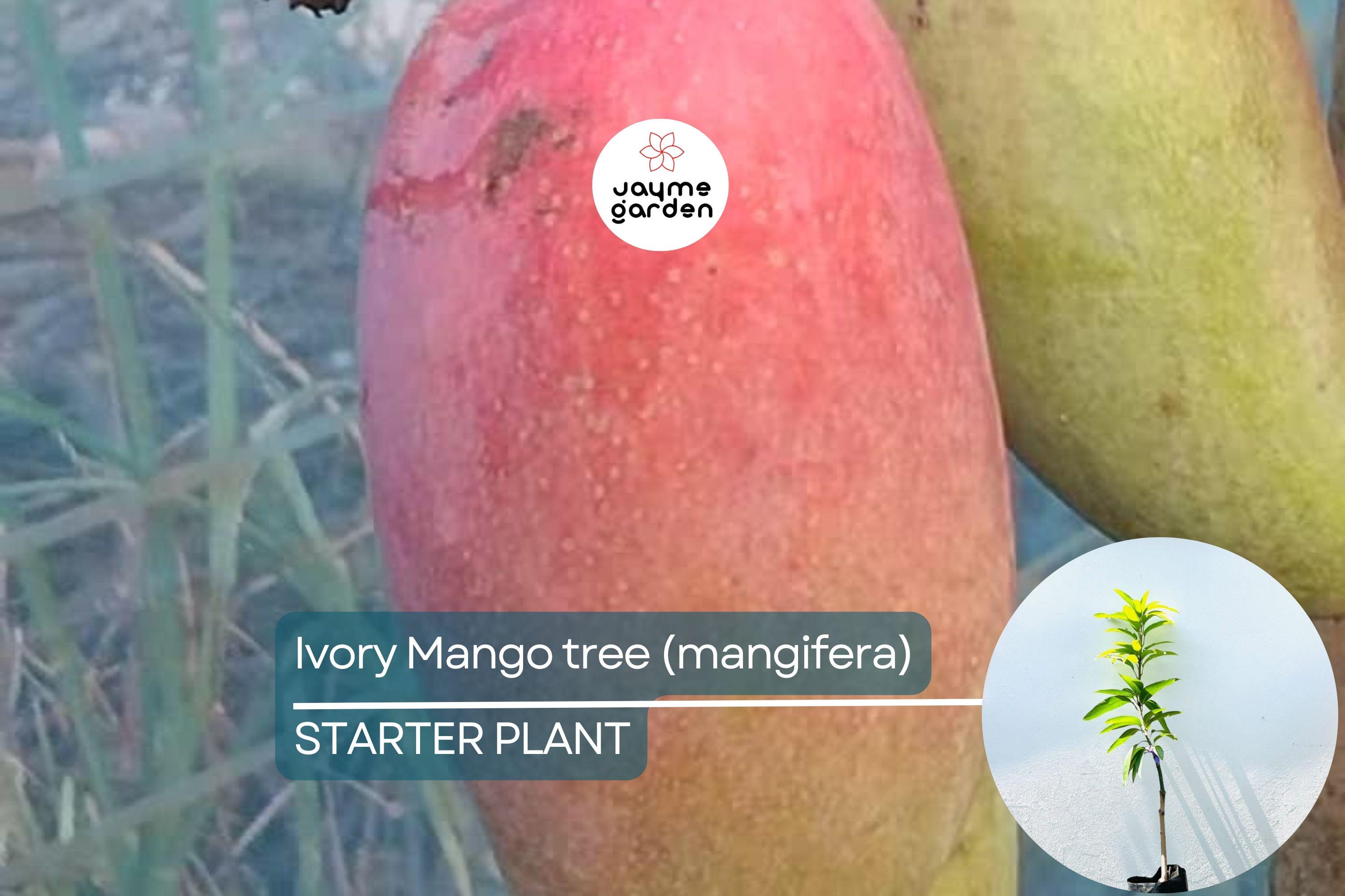 Ivory Mango Tree (Mangifera) Grafted 3'-4' | Fiberless, Sweet Tropical Fruit | Container-Friendly Live Tree