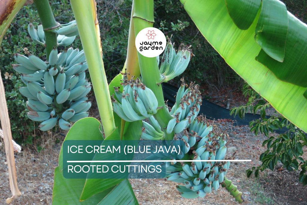 Musa Ice Cream (Blue Java) Banana Tree – Small Rooted Starter Plant – Live Banana Plant