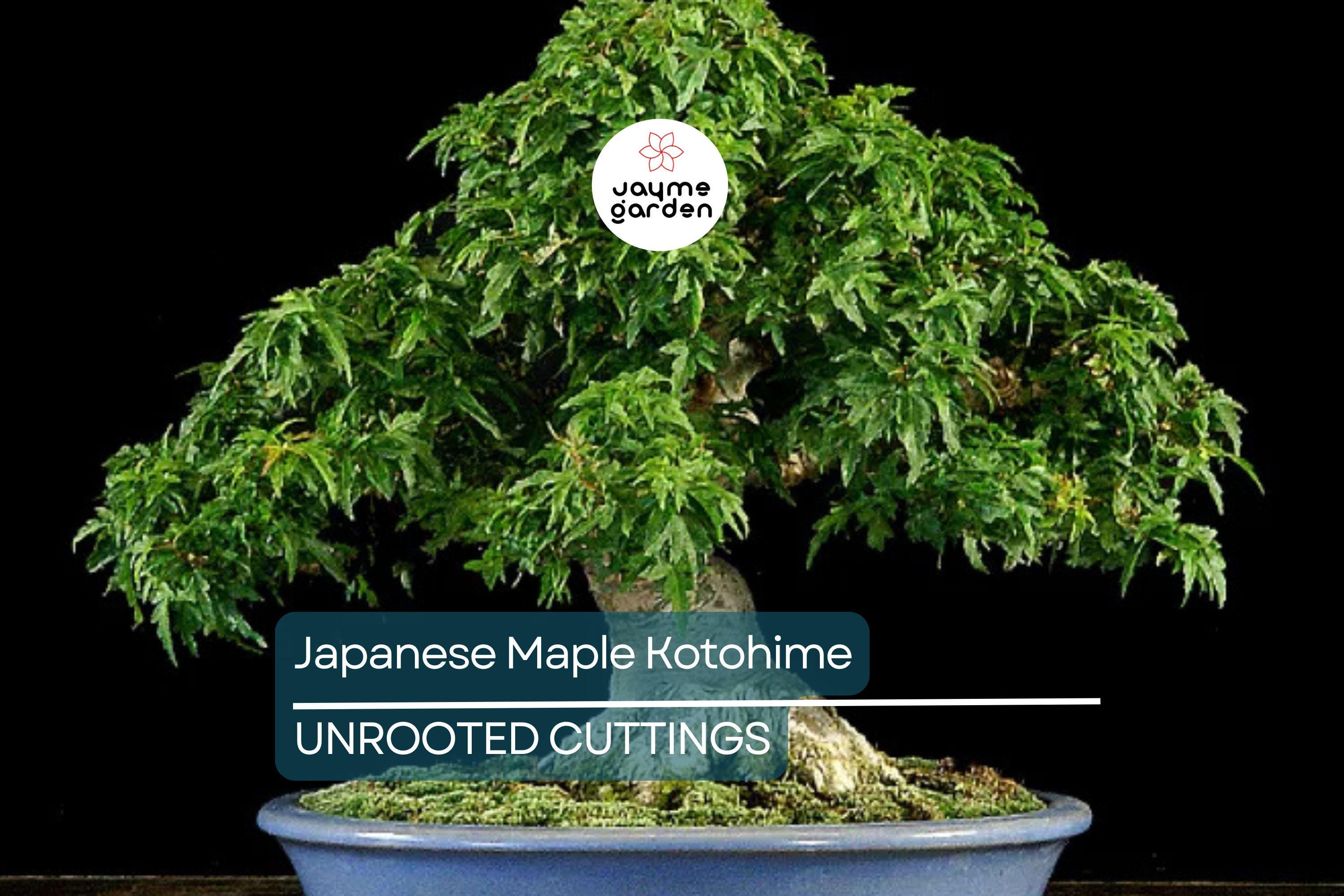 Japanese Maple Kotohime Cutting for Bonsai | Acer Var. Outdoor Hardy in Zone 8a | Ideal for Miniature Tree Styling