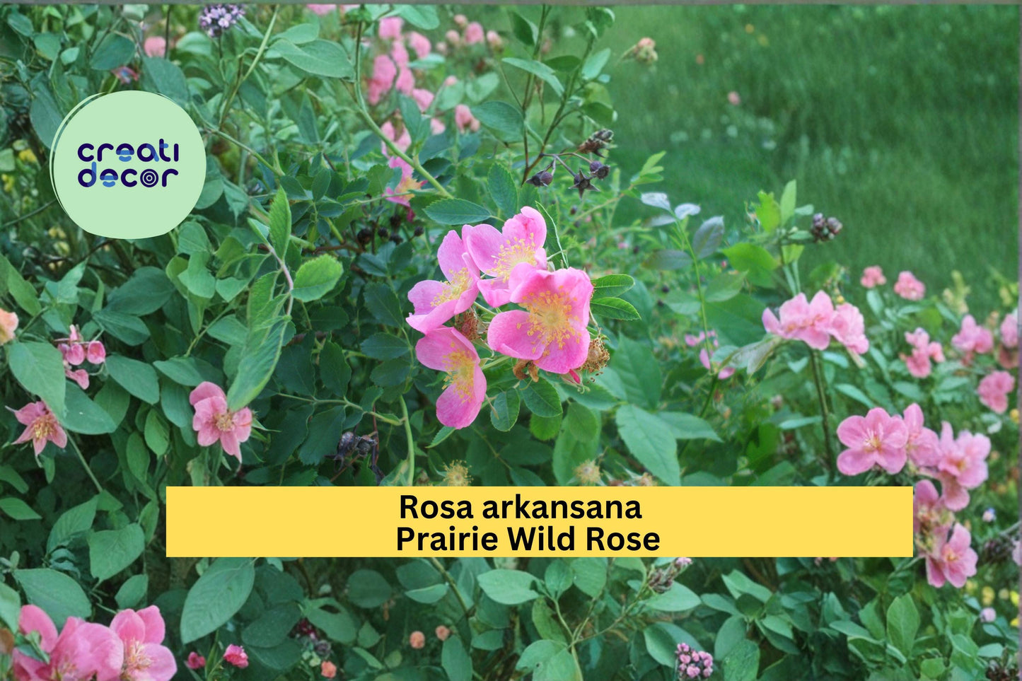 Prairie Wild Rose Seeds Rosa arkansana 10 Count Native Pink Flower Shrub Garden Plant Seeds