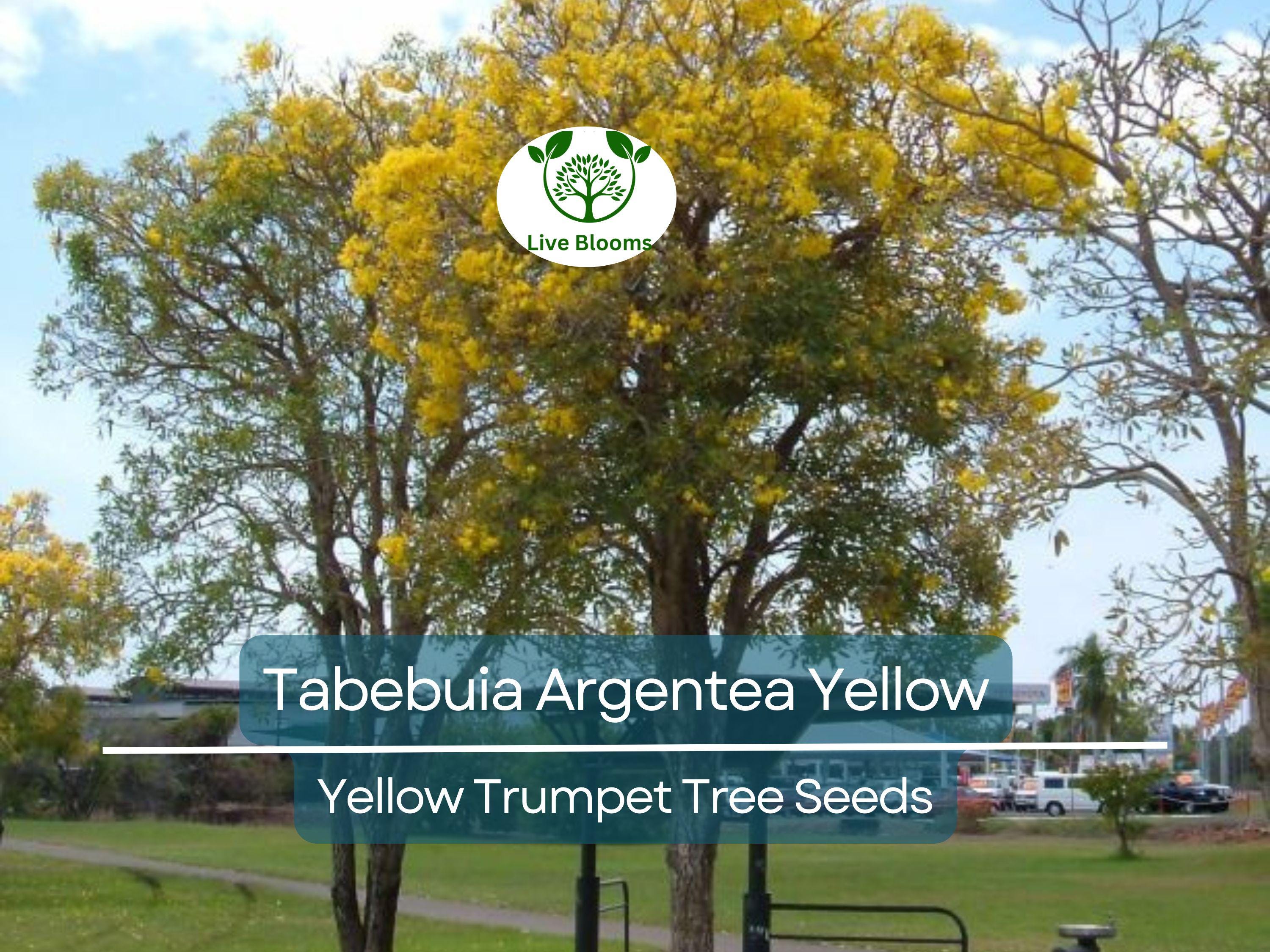 10 Seeds Tabebuia Argentea Yellow (Yellow Trumpet Tree) for Planting - Vibrant Yellow Flowers, Tropical, Garden, Landscaping, Ornamental