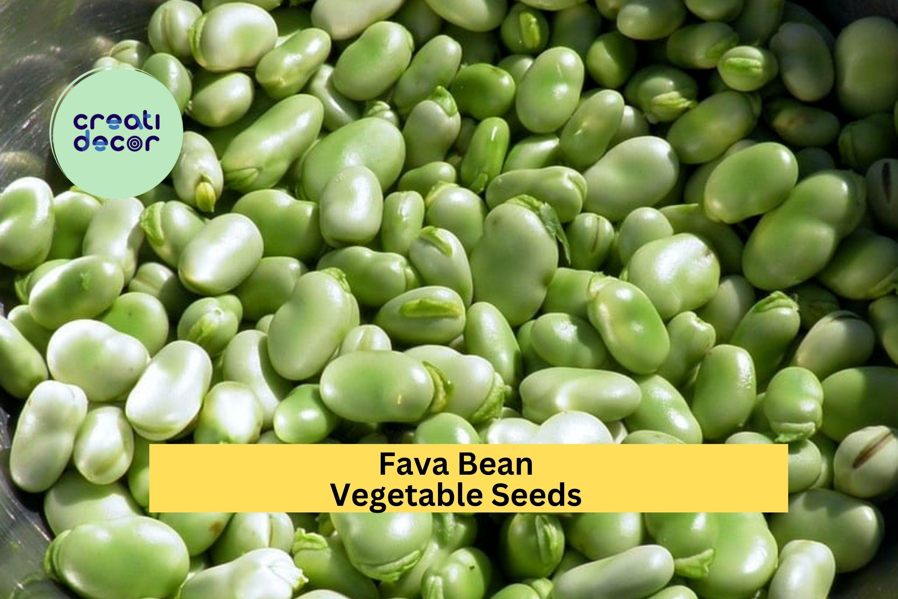3pcs x 5g Fava Bean Seeds – Broad Beans for Cool Season Planting in Garden Beds, Raised Plots, or Containers Seeds for Planting