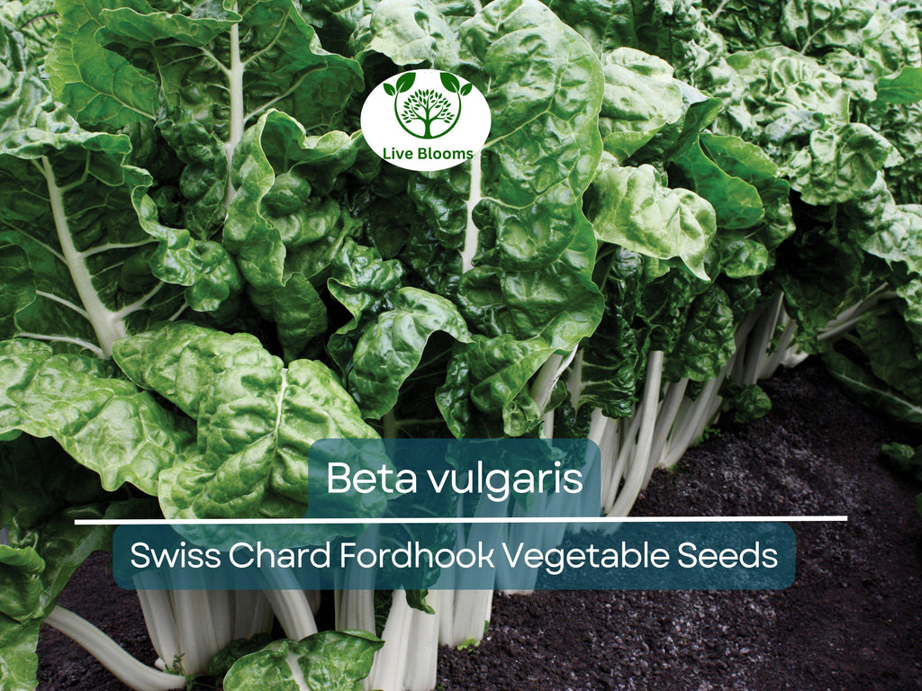 1 Gram Seeds Swiss Chard Fordhook – Beta vulgaris | Heirloom Vegetable for Planting, Nutritious Greens for Gardening