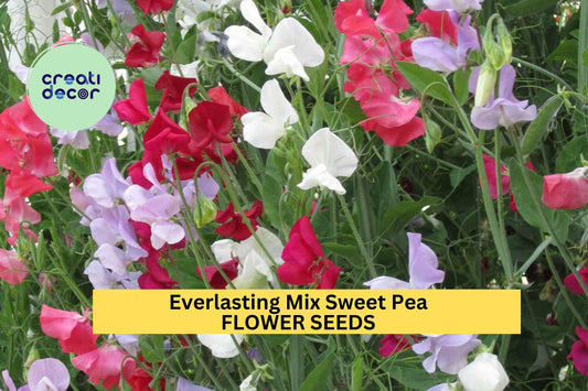 50+ Lady Nicholson Sweet Pea Seeds – Pale Pink Fragrant Blooms for Garden Planting, Climbing Vines for Trellises & Bouquets – USA
