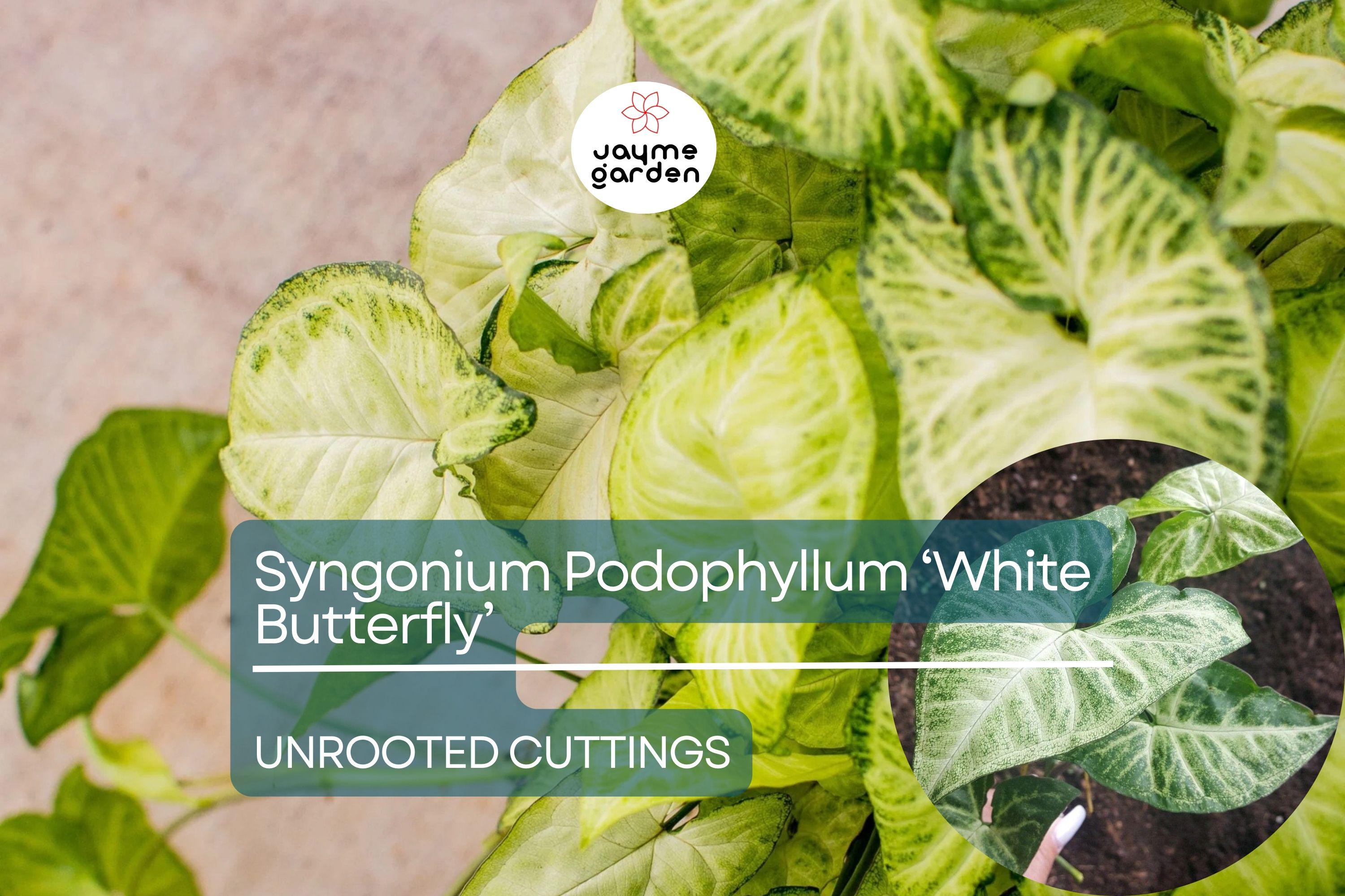 1 Syngonium Podophyllum ‘White Butterfly’ - 7" Unrooted Cutting - Arrowhead Plant for Indoor Decor, Terrariums & Tropical Houseplants
