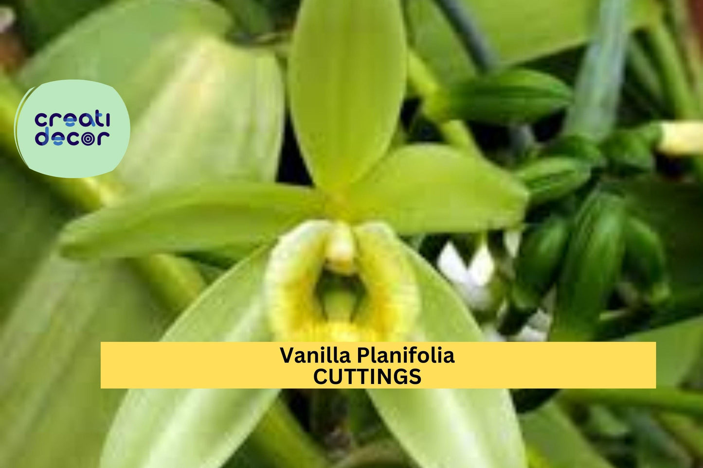 1 Vanilla Planifolia Cutting | 12" Fresh Orchid Vine | Rare Climbing Plant Starter | Edible Bean Orchid | On Sale Now!