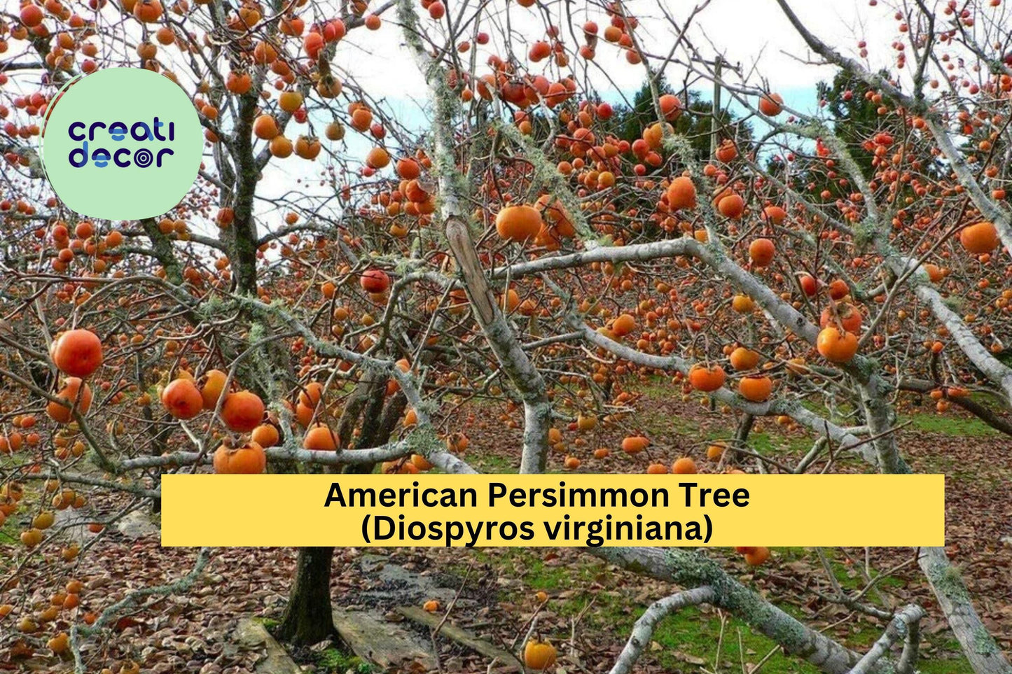 American Persimmon Tree (Diospyros virginiana) – Live Rooted Starter Plant – Hardy Native Fruit Tree for Home Orchard