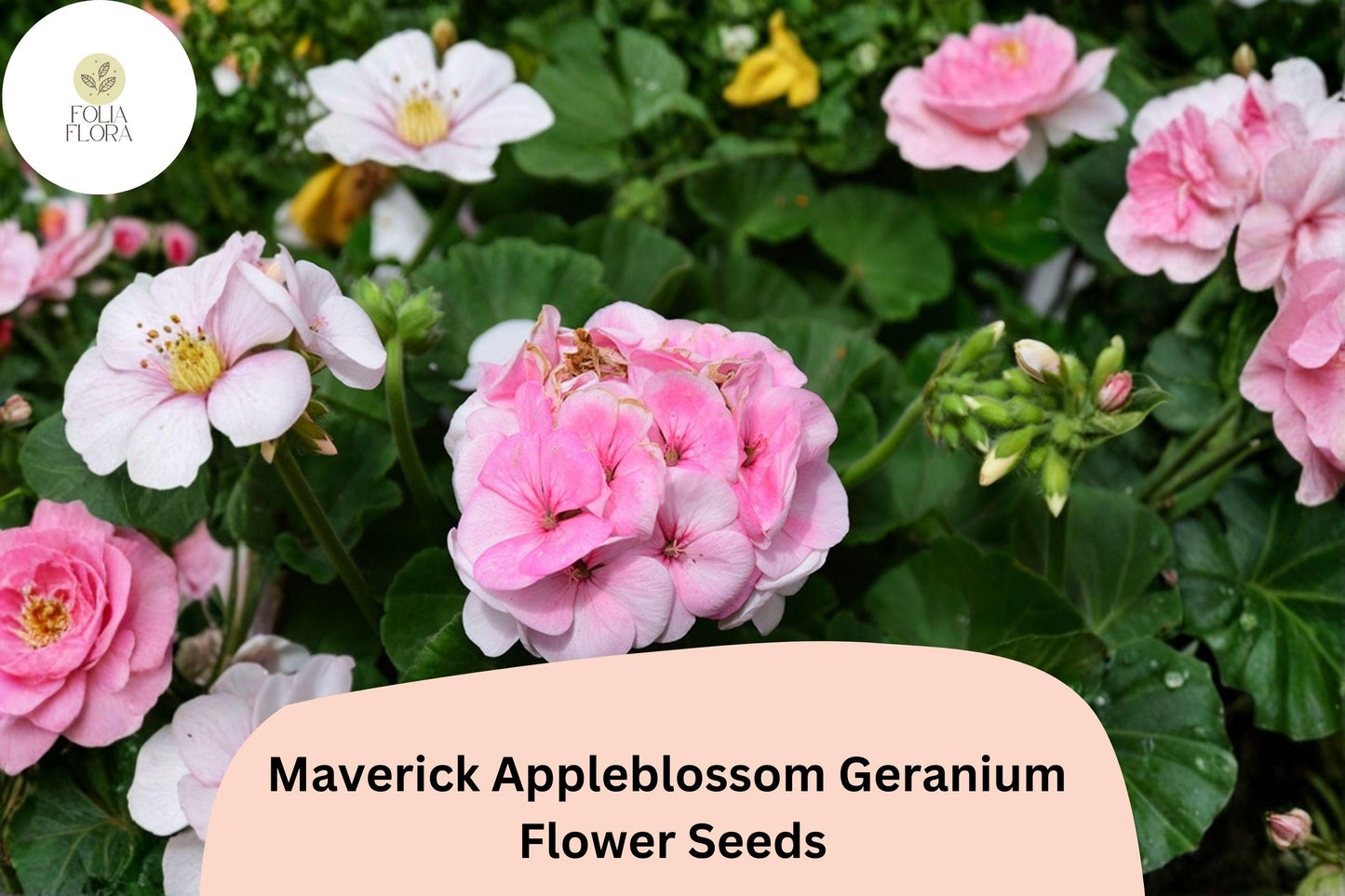 25+ Maverick Appleblossom Geranium Seeds for Garden Planting – Pink & White Flowers, Hardy Perennial