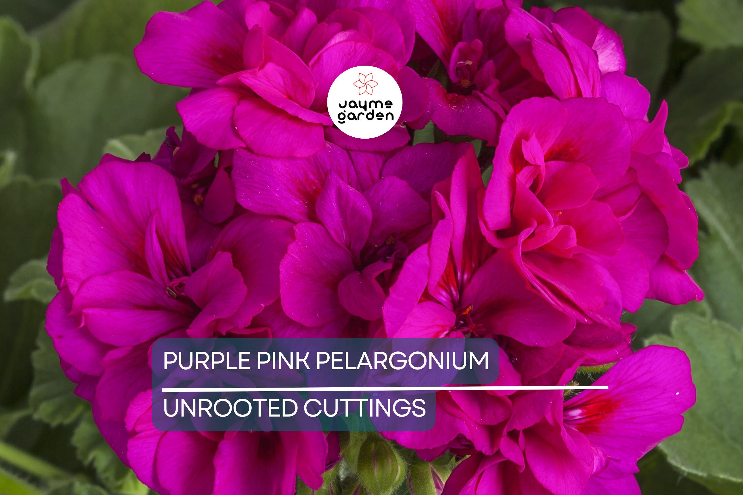 3 Stunning Purple Pink Pelargonium Regal Geranium 6” Live Plant Cuttings – Orchid-Like Flowers, Easy Care, Root & Grow Fast