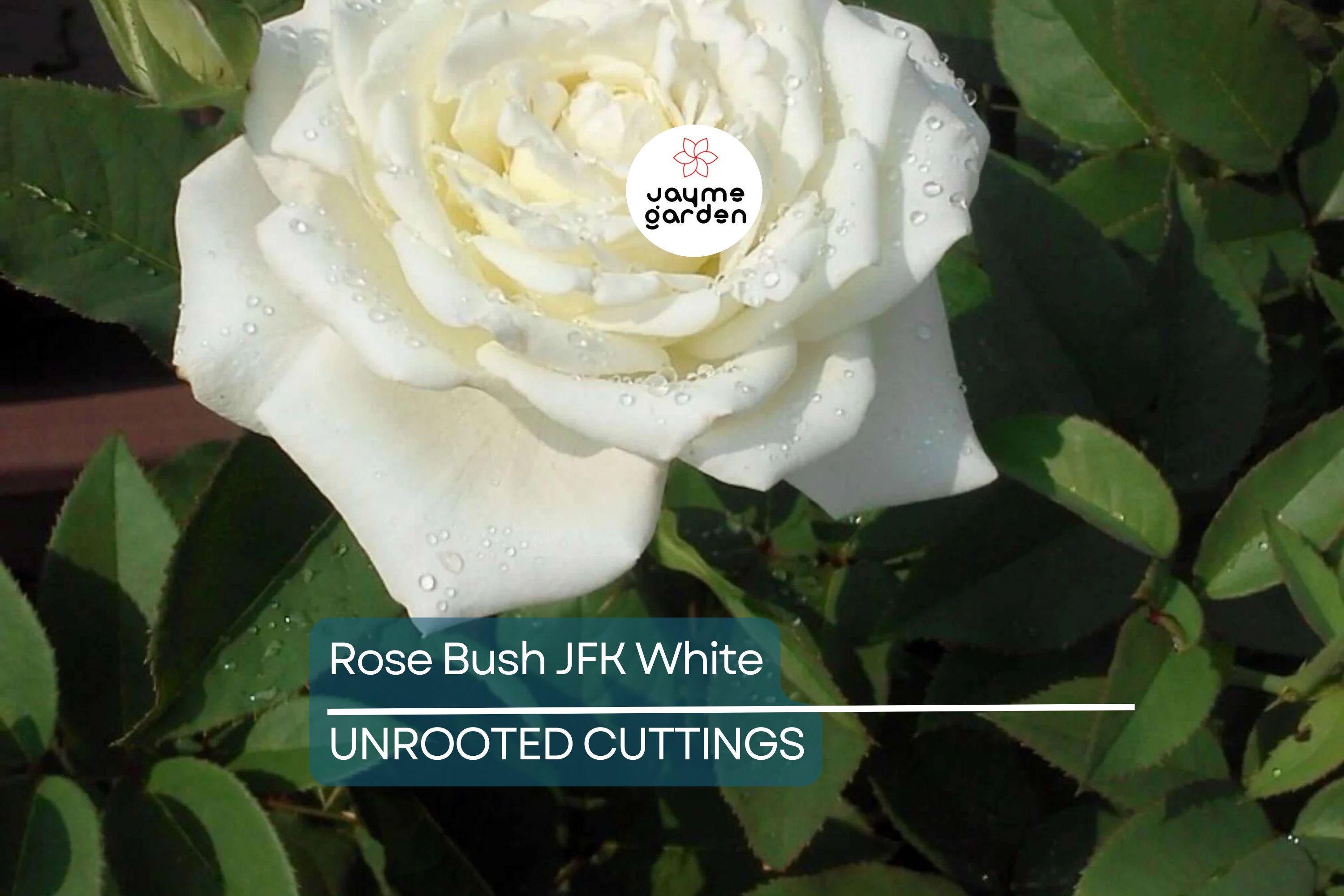 JFK White Rose Bush Cuttings, 6” Unrooted, Pure White Hybrid Tea Rose, Licorice Fragrance, Double Blooms, USDA Zones 7-10
