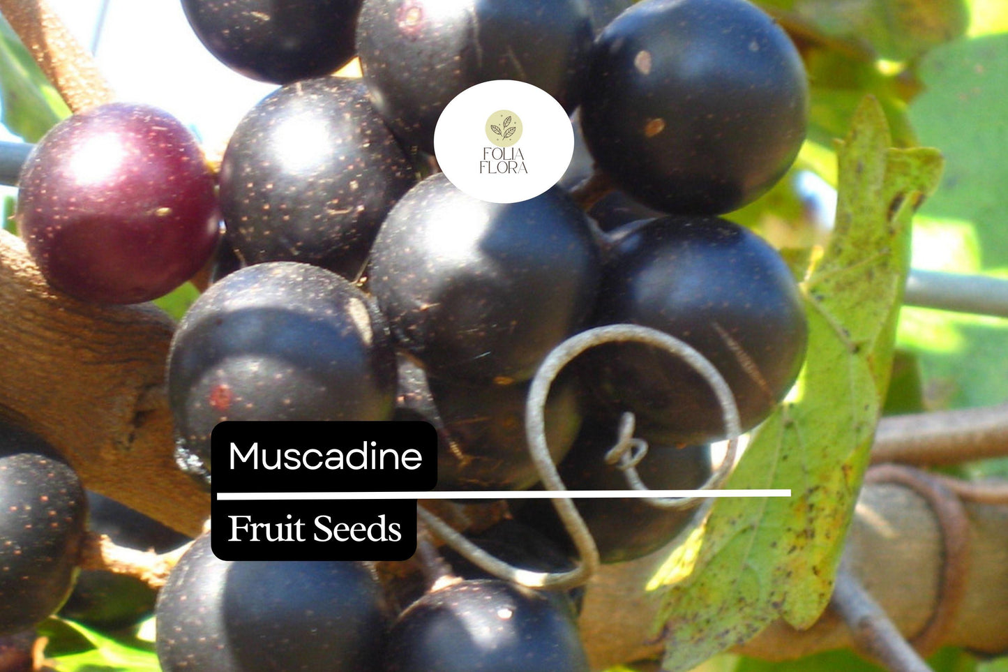 Muscadine Grape Seeds (Vitis rotundifolia) | 5 Seeds | Sweet Edible Grapes | Native Vine | Ideal for Wine & Jellies