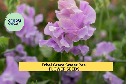 50+ Ethel Grace Sweet Pea Seeds – Lavender Fragrant Blooms for Garden Planting, Climbing Vines for Trellises & Bouquets – USA