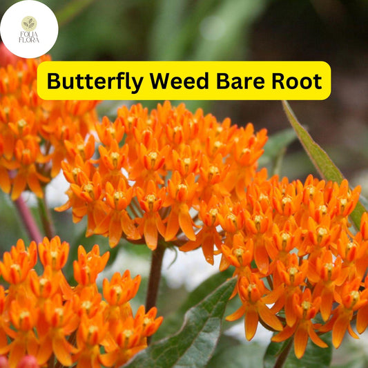 3 Butterfly Weed Plants, Asclepias tuberosa, Perennial Bare Root, Monarch Butterfly Attracting
