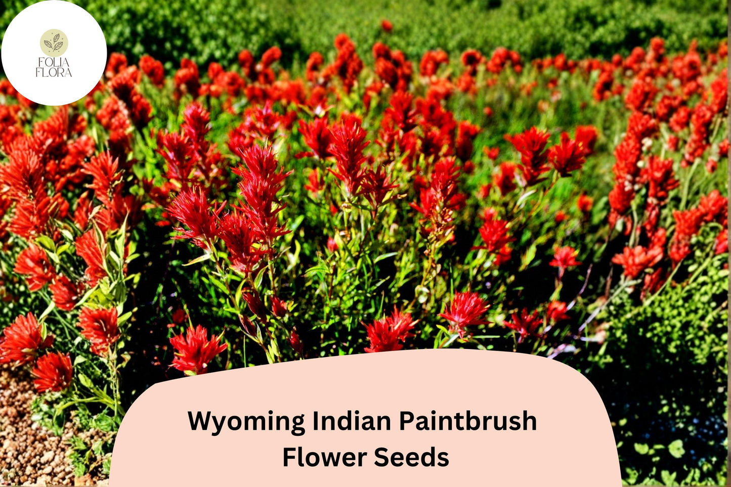 300 Castilleja linariifolia Seeds | Wyoming Indian Paintbrush | Native Red Wildflower for Meadow & Pollinator Gardens