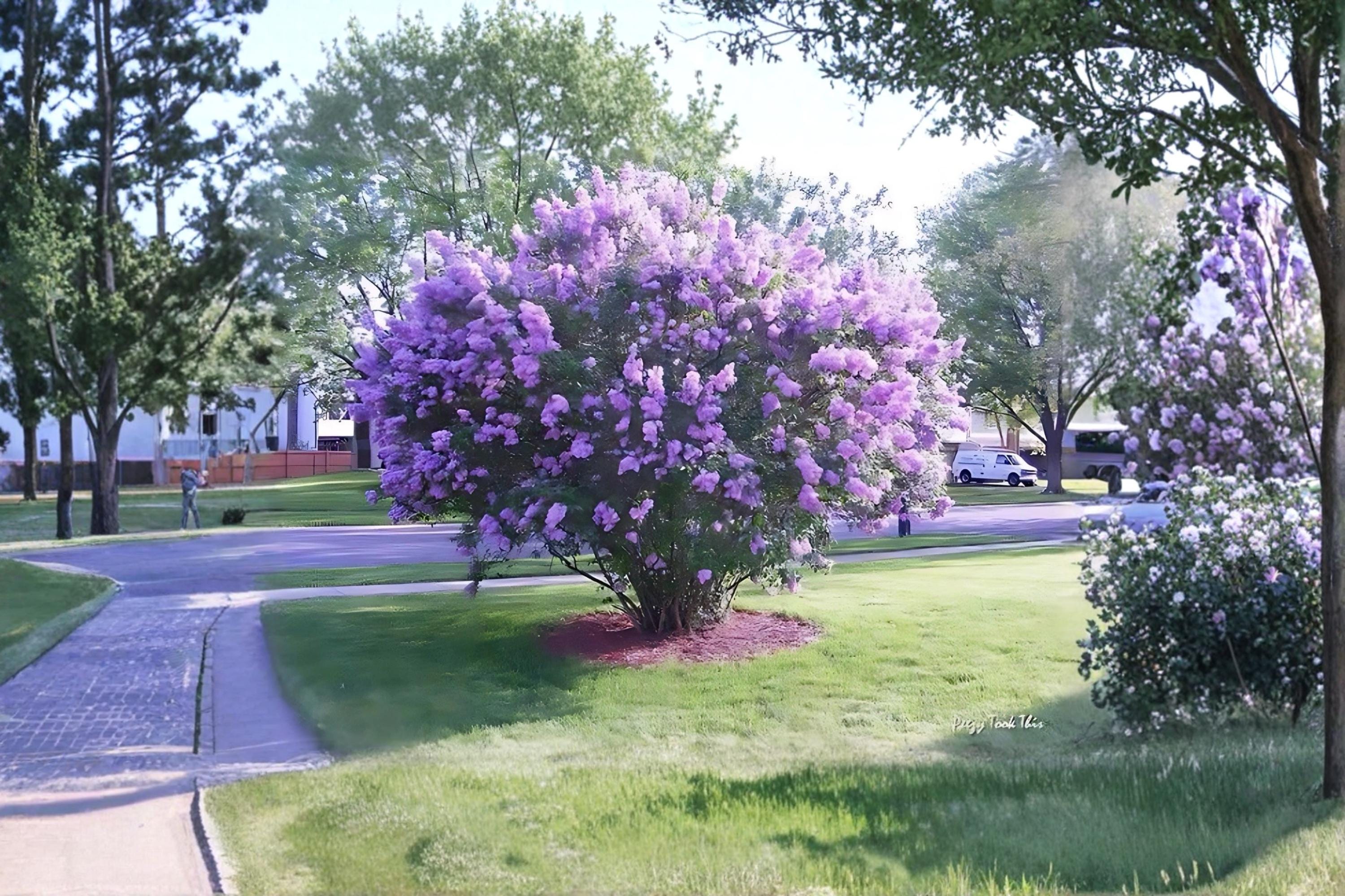 Lilac 2 Live Plants 1 ft Tall (Syringa vulgaris) Fragrant Purple Flowering Shrub