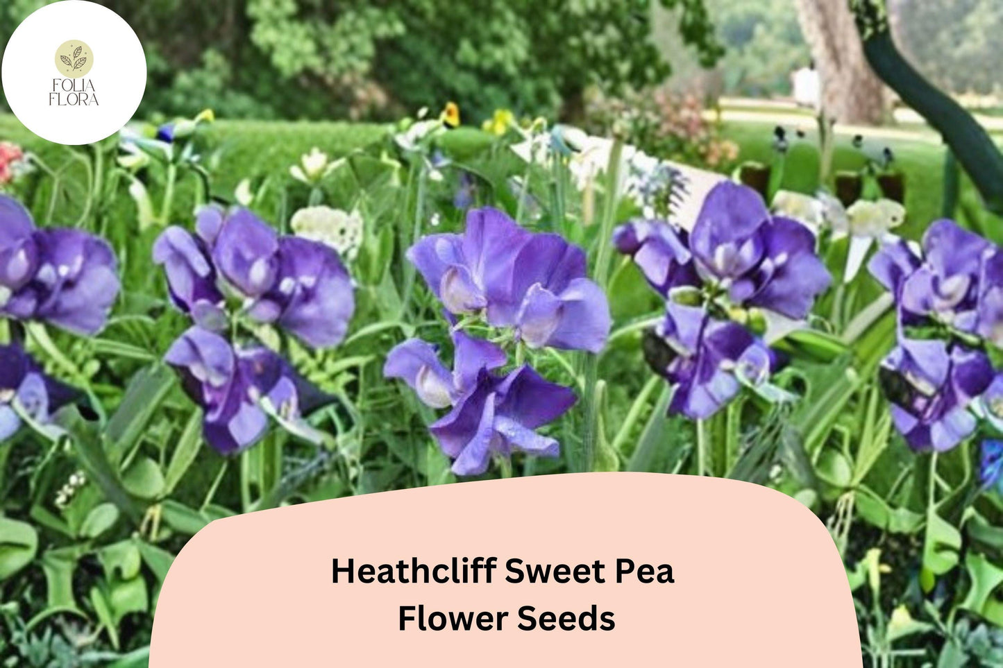 Heathcliff Sweet Pea Seeds | Lathyrus odoratus Purple Blooms Garden Planting (50+ Seeds)