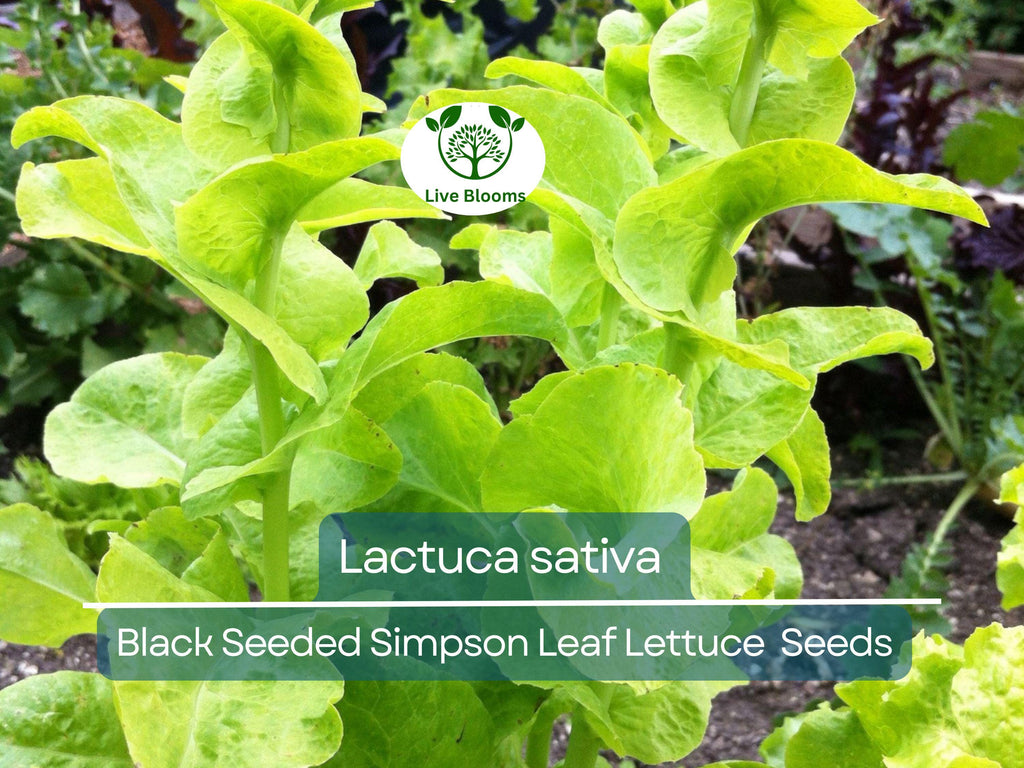 700 Seeds Black Seeded Simpson Leaf Lettuce – Lactuca sativa | Heirloom Lettuce for Planting, Gardening & Fresh, Tender Harvests
