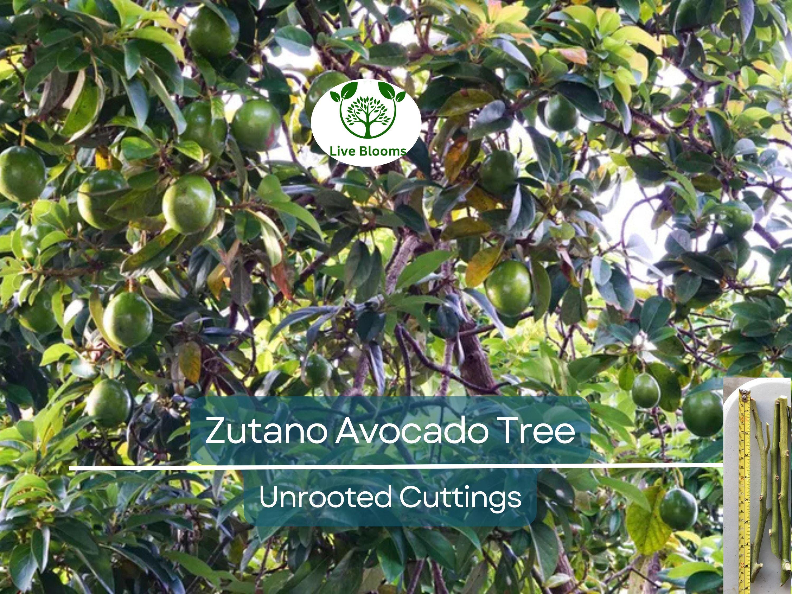3 Avocado Tree Unrooted Cuttings “Zutano” – Hass Avocado Alternative, Healthy Fruit, Easy to Grow, Fast-Growing, Home Garden, Tropical Fruit