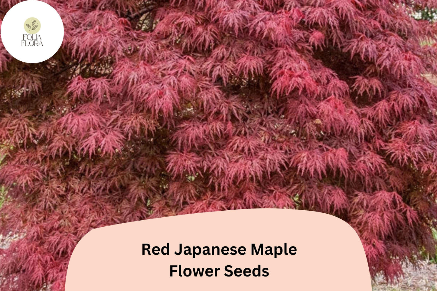 25 Red Japanese Maple Seeds | Acer palmatum Atropurpureum | Rare Ornamental Tree | Brilliant Red Foliage