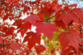 Red Maple – Acer rubrum 10 Seeds | Northern Strain | Brilliant Fall Color | Hardy Native Shade Tree