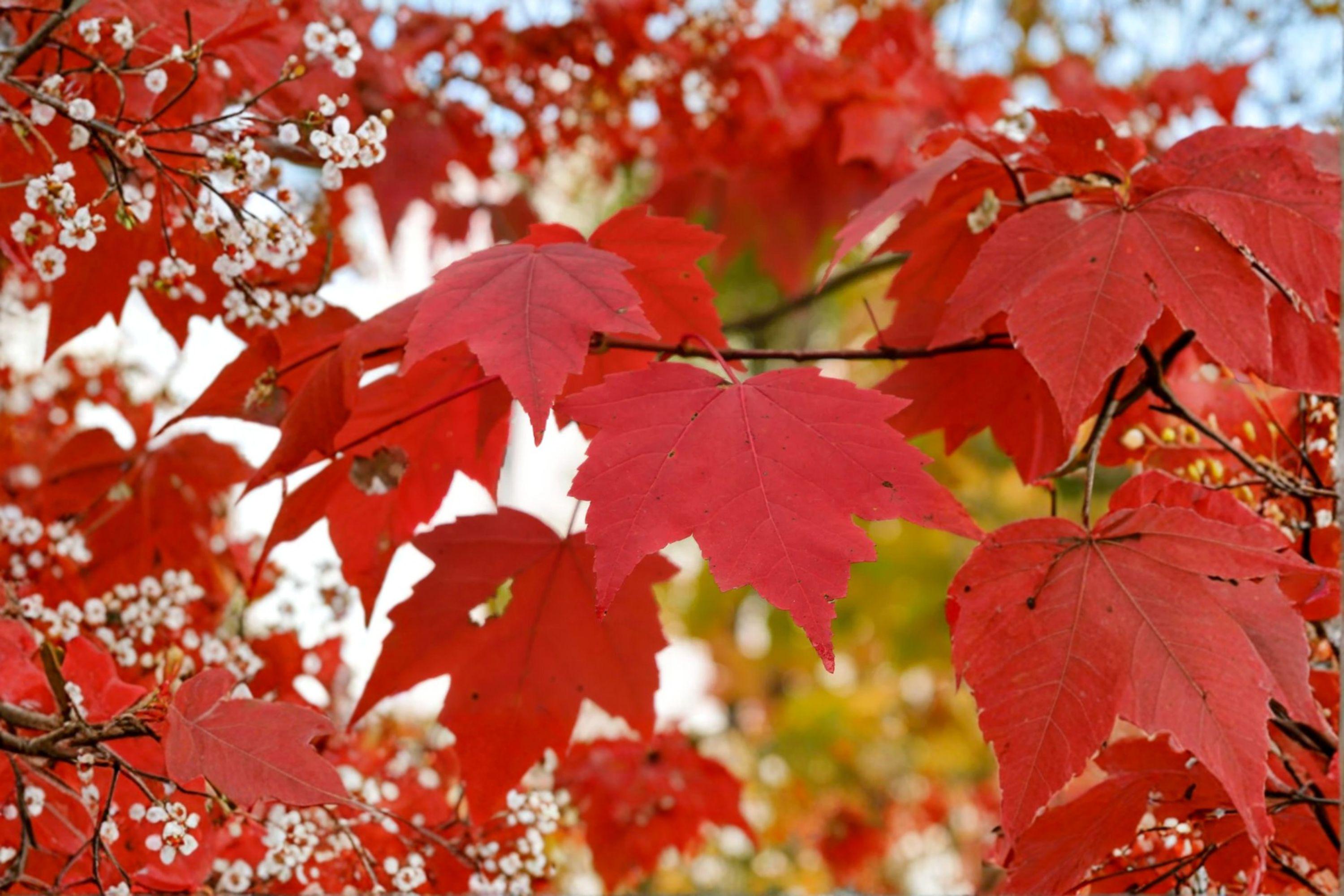 Red Maple – Acer rubrum 10 Seeds | Northern Strain | Brilliant Fall Color | Hardy Native Shade Tree