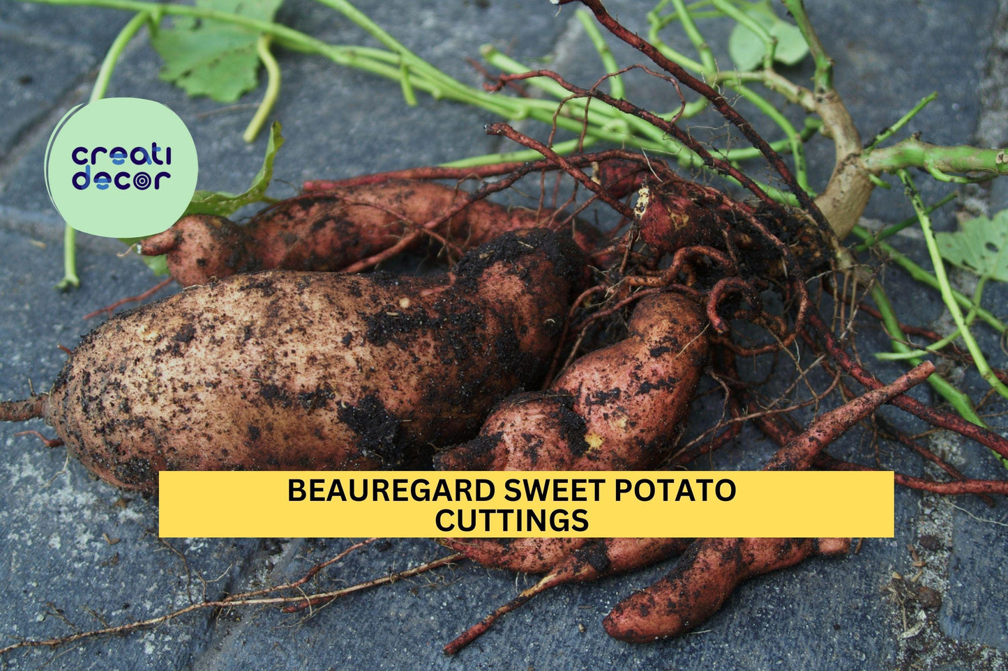 20 Beauregard Sweet Potato Slips | Unrooted Cuttings for Planting | Ipomoea Batatas Starter Plants | Ships Mid-May USA
