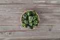 Ancho Poblano – Hot Pepper 25 Seeds | Classic Mexican Chili | Mild–Medium Heat | Perfect for Stuffing & Drying