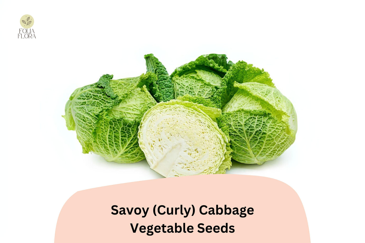 500+ Savoy Cabbage Seeds | Curly-Leaf Heirloom Vegetable | Brassica oleracea | Bulk Seeds for Garden Planting