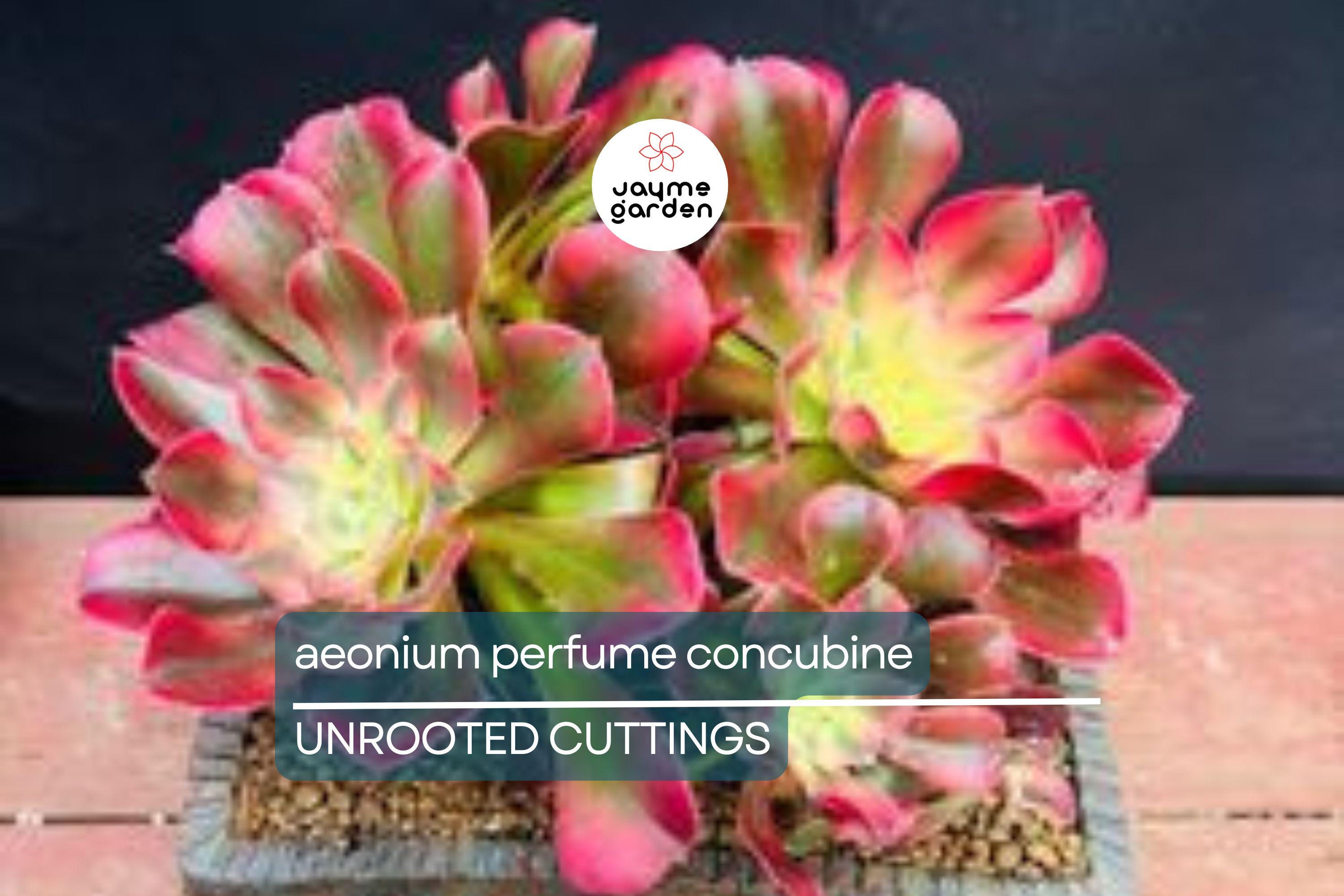 Aeonium 'Perfume Concubine' Cutting | Fresh Succulent Cutting | 2.5-Inch Rosette | Unique Collector Variety | Easy to Grow