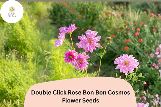 200+ Double Click Rose Bon Bon Cosmos Seeds | Cosmos Bipinnatus Double Pink Blooms | Cut Flower Garden Seeds