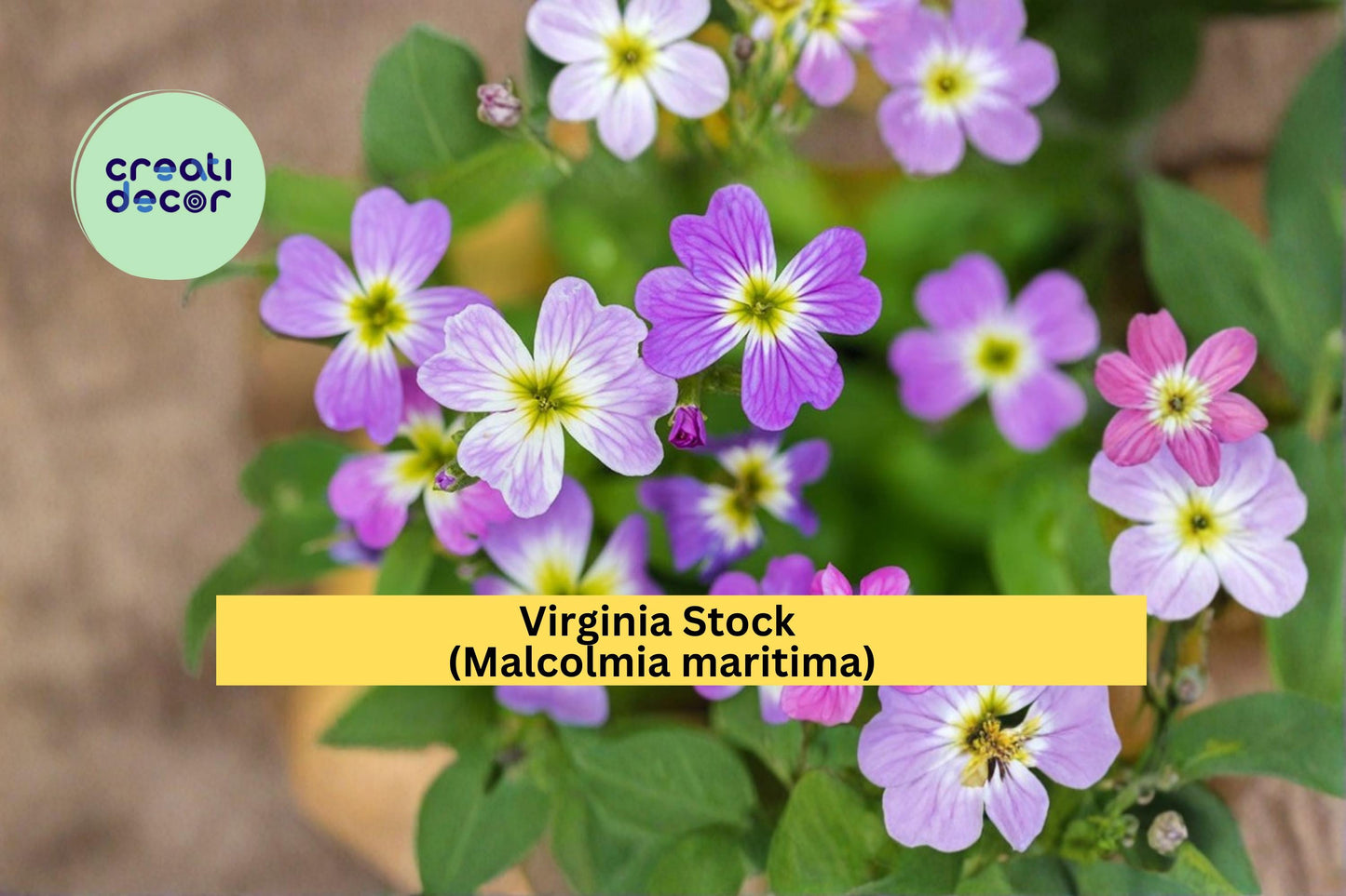 Virginia Stock Seeds Malcolmia maritima 100 Count Colorful Annual Garden Flower Seeds Spring Bloom Border Plant